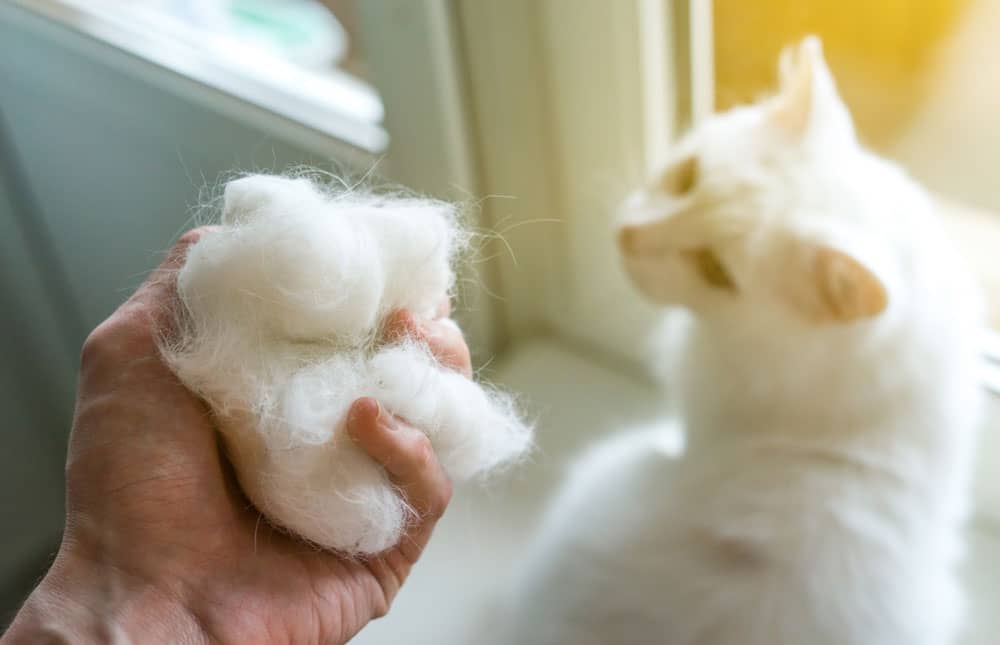 evitar bolas de pelo en gatos