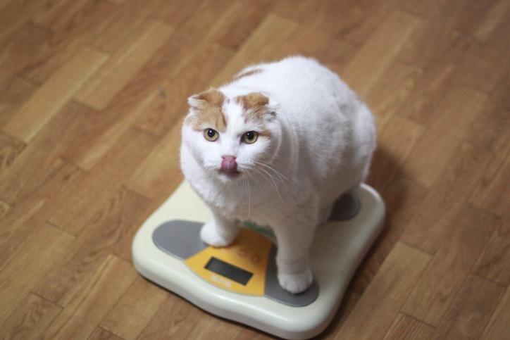 gato gordo en una bascula