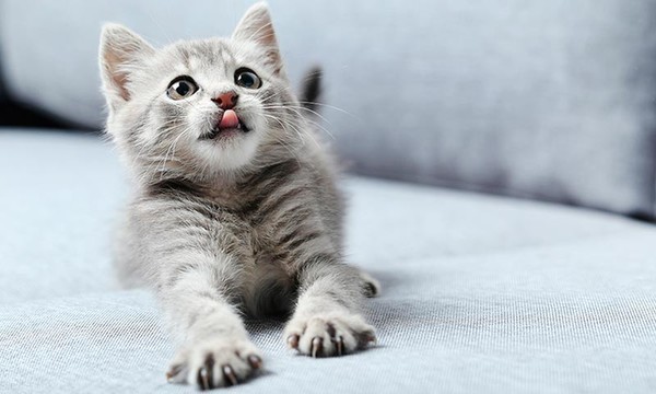gato con lengua fuera