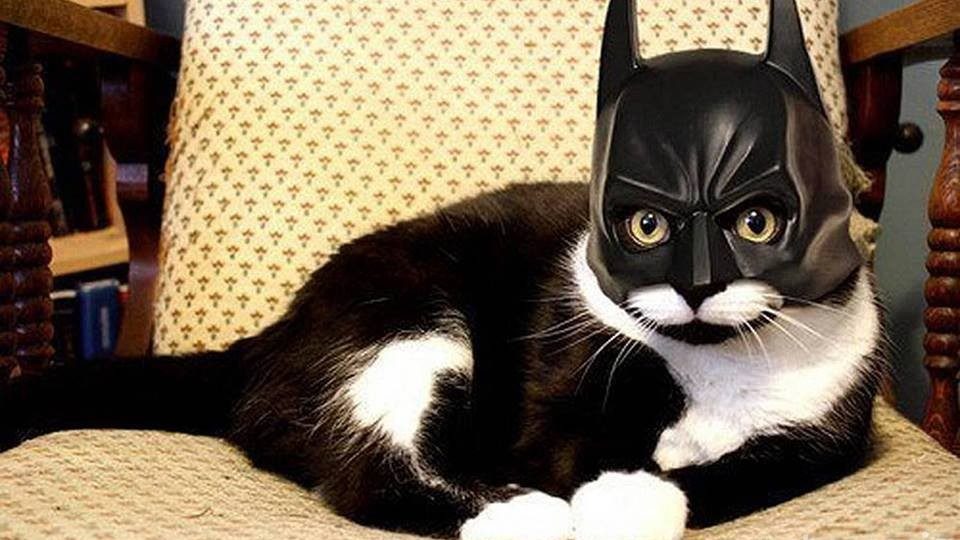 disfraz gato batman